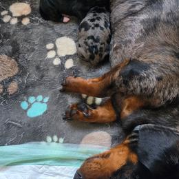 Waka - Dapple male Dachshund puppy in Florence, Mississippi from Rosies Doxies and Poodles CKC