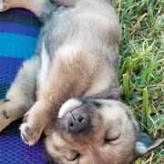Swedish Vallhund Puppies from Windstorm dogs