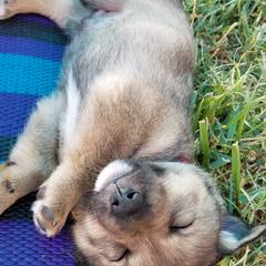 Swedish Vallhund Puppies from Windstorm dogs