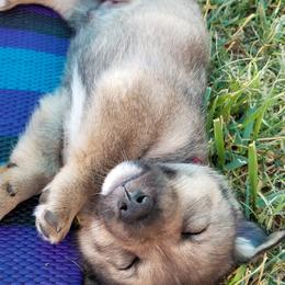 Swedish Vallhund Puppies from Windstorm dogs