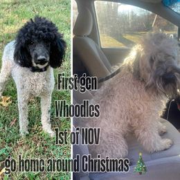 Whoodle puppies from Leshas Whoodles