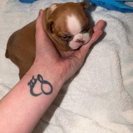 Boy 2 - Red male Boston Terrier puppy in Ringgold, Georgia from A-K Boston Terriers