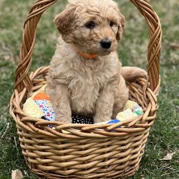 Goldendoodle Puppies from Doodles in the Skye