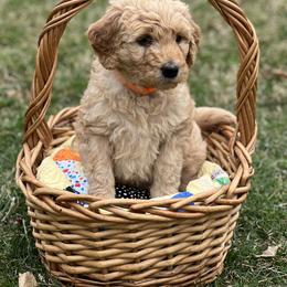 Goldendoodle Puppies from Doodles in the Skye