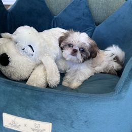 Giovanna - Gold and white female Shih Tzu puppy in Burlington, North Carolina from Nancy’s Lil’Shih Tzus