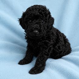 Shadow - Black male Poodle puppy in Mayville, Michigan from Kathy Maize