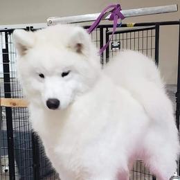 Rory - Samoyed