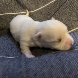 Appie - White female Morkie puppy in Taylorsville, North Carolina from Mountain Top Hot Tailz