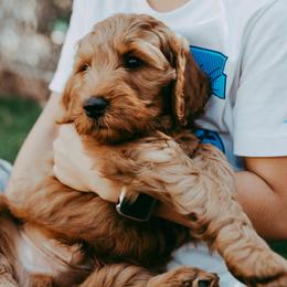 Goldendoodles from Seaside Doodle Co.