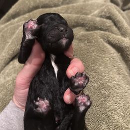 Bernedoodle and Poodle Puppies from Brossier Bernedoodles