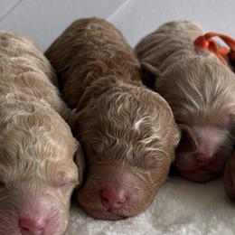 Erin - Red  female Goldendoodle puppy in Stratford, New Jersey from Meadow Lark Doodles