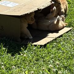 Boerboel and Nova Scotia Duck Tolling Retriever Puppies from Voyageur Kennels