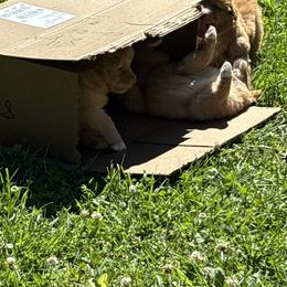 Boerboel and Nova Scotia Duck Tolling Retriever Puppies from Voyageur Kennels