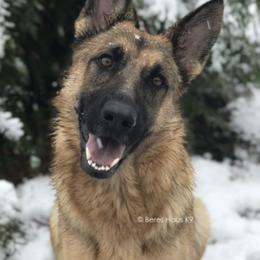 German Shepherds from Beres Haus German Shepherds