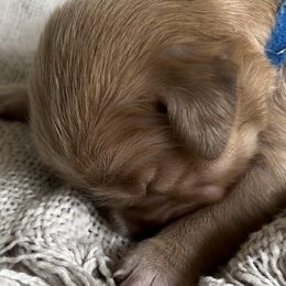 Golden Retrievers and Labradoodles from Mount Olive Doodles