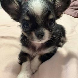 Little one - Black and tan female Chihuahua puppy in Seneca, South Carolina from April’s Menagerie