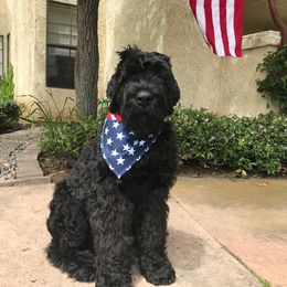 Black Russian Terrier and Cavalier King Charles Spaniel Puppies from Ocean Gem & Guardian Bears