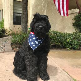Black Russian Terrier and Cavalier King Charles Spaniel Puppies from Ocean Gem & Guardian Bears