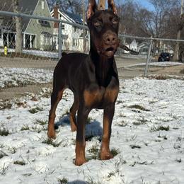 Doberman Pinscher Puppies from JM Dobermans