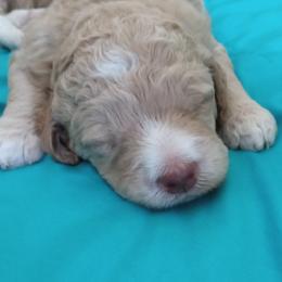 Poodle Puppies from Southwest Standards