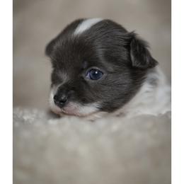 Chihuahua Puppies from ,, Vajda” chihuahua club
