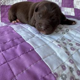 Loretta - Red & white female Australian Shepherd puppy in Cedar Hill, Tennessee from Kreger Farms