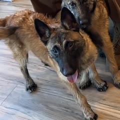 Ruby - Red sable female Belgian Laekenois puppy in Ball Ground, Georgia from COSWALD  BELGIAN  LAEKENOIS