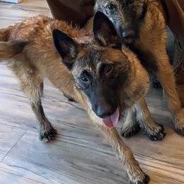 Ruby - Red sable female Belgian Laekenois puppy in Ball Ground, Georgia from COSWALD  BELGIAN  LAEKENOIS
