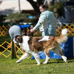 Saint Bernard All Grown Up from Metal Saints