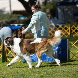 Saint Bernard All Grown Up from Metal Saints