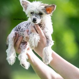 Chinese Crested Puppies from Qilin Chinese Crested