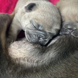 French Bulldog Puppies from Upcountry Frenchies