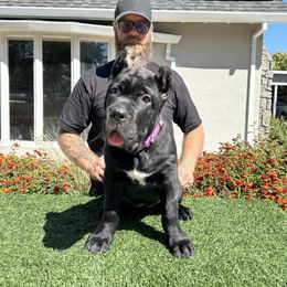 Purple - Black female Cane Corso puppy in Morgan Hill, California from Corso Empire