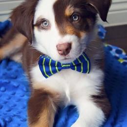 Aussiedoodle, Australian Shepherd, and Miniature Australian Shepherd Puppies from Royal J Aussies and Aussiedoodles