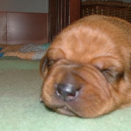 Rhodesian Ridgeback Puppies from Fawn Millette