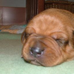 Rhodesian Ridgeback Puppies from Fawn Millette