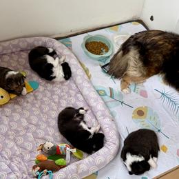 Shetland Sheepdog Puppies from Lexy's Shetland Sheepdogs