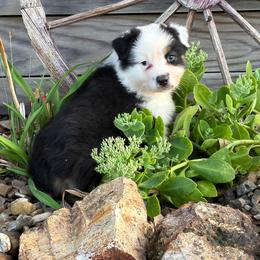 Roman - Black tri-color male Australian Shepherd puppy in Sedalia, Missouri from Affinity Aussies