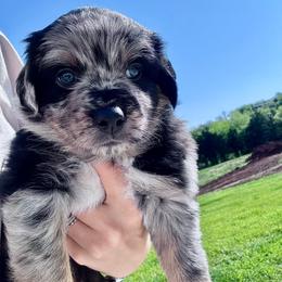 LIZ - Blue merle female Australian Shepherd puppy in Christiana, Tennessee from Vaught Family Farm