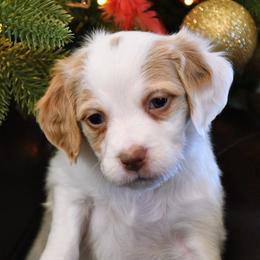 Luna - Orange and white female Brittany puppy in Hollidaysburg, Pennsylvania from Royal Flush Farms