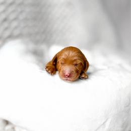 Rune - Red  female Goldendoodle puppy in Springville, Utah from Happy Doodle
