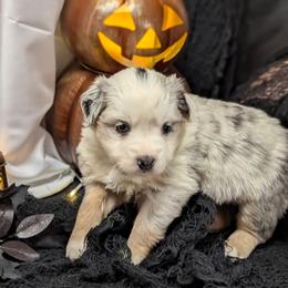 Pumpkin - Blue merle female Miniature Australian Shepherd puppy in Douglasville, Georgia from Laurie's Miniature Australian Shepherds