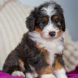 Linguine - Merle male Bernedoodle puppy in Dundee, Ohio from Down Home Doodle