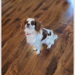 Marley - Cavapoo