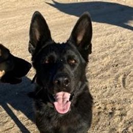 Sahara - German Shepherd
