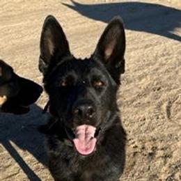 Sahara - German Shepherd