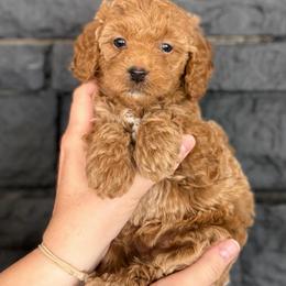 Gema - Red  female Goldendoodle puppy in Phoenix, Arizona from Doodles of the Desert