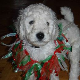 Poodle Puppies from Painted Sunset Kennels