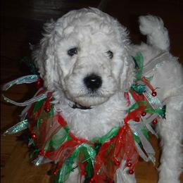 Poodle Puppies from Painted Sunset Kennels