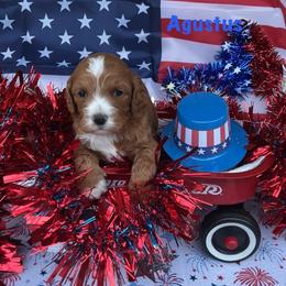 Augustus - Red male Cockapoo puppy in Connersville, Indiana from MoonShine Babies